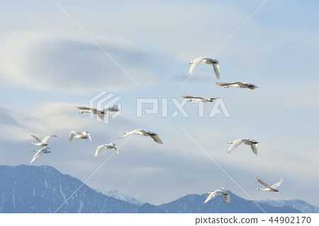 Swan flying in the sky of Azumino Swan flying in the sky of Azumino 44902170
