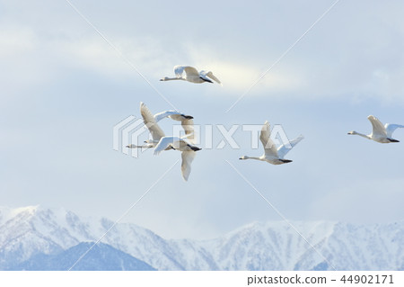 Swan flying in the sky of Azumino Swan flying in the sky of Azumino 44902171