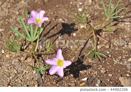 Oxyris pentaphila 44902206