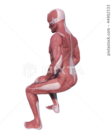 Person Muscle Man Sit Stock Illustration 44902533 Pixta