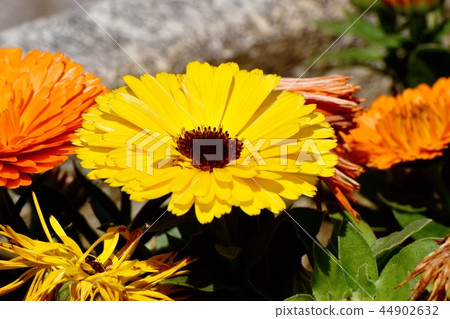 Yellow calendula blooming in Mitaka Nakahara 44902632