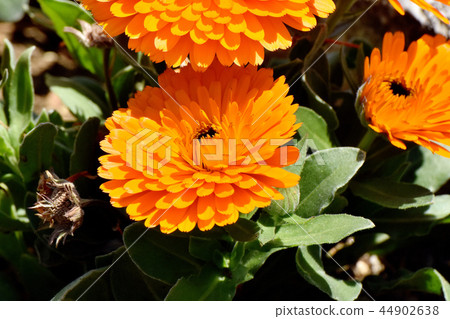 開花在三鷹中原的橙色金盞草 開花在三鷹中原的橙色金盞草 44902638