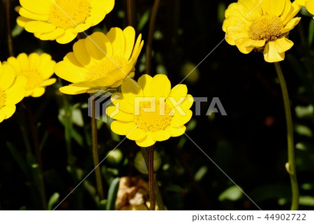 Chrysan semamu·Murchikore盛開在三鷹中原 Chrysan semamu·Murchikore盛開在三鷹中原 44902722