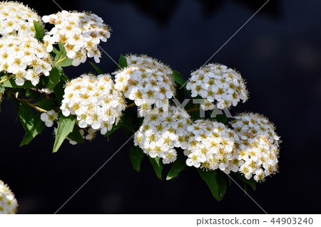 Kodemari在三鷹中原開花 44903240