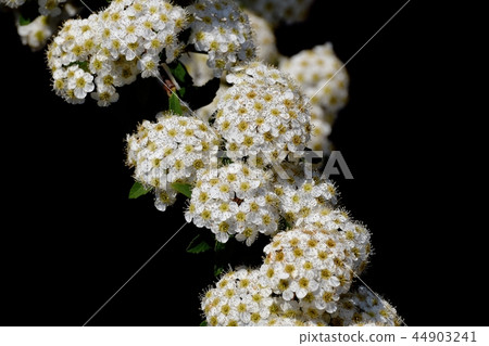Kodemari在三鷹中原開花 44903241