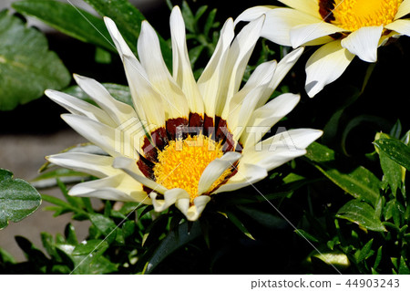 Ghazania blooming in Mitaka Nakahara Ghazania blooming in Mitaka Nakahara 44903243