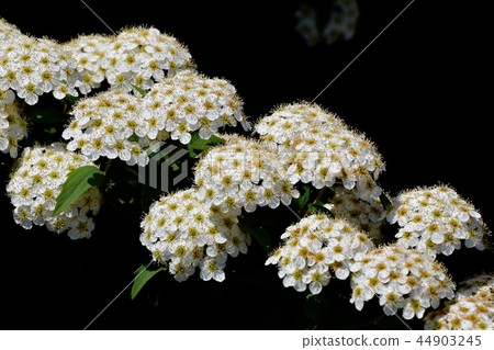 Kodemari在三鷹中原開花 Kodemari在三鷹中原開花 44903245