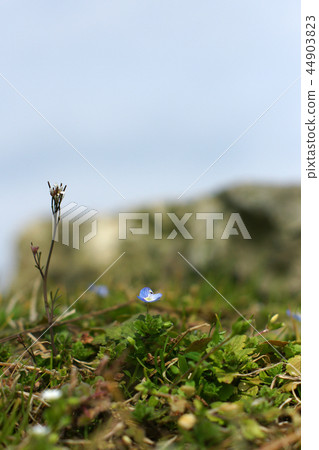 鳥取四季走冬天的花 44903823