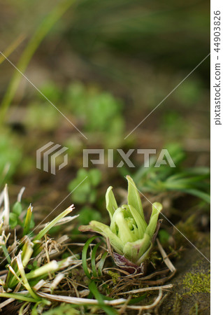 Tottori four season walk winter flower Tottori four season walk winter flower 44903826