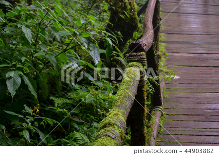 bridge in forest,Doi Intanon, chiangmai,thailand. 44903882