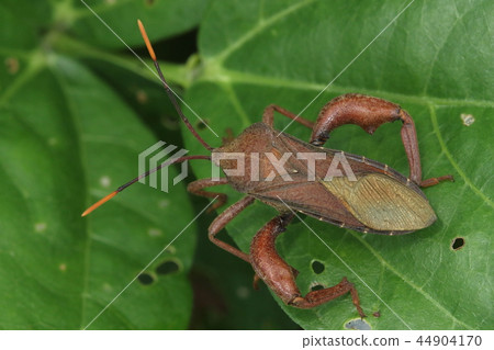 生物昆蟲Aphis gossus,雄性大腿。尺寸約為3厘米,個別2的紅色相對較淺 生物昆蟲Aphis gossus,雄性大腿。尺寸約為3厘米,個別2的紅色相對較淺 44904170