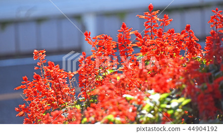 Salvia · Splendence Salvia · Splendence 44904192