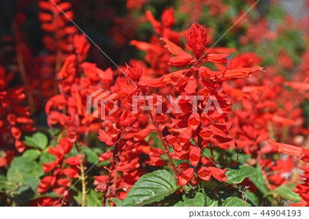 Salvia·Splendence 44904193