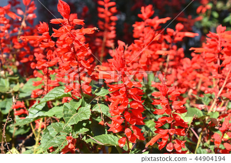 Salvia · Splendence 44904194