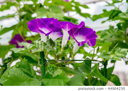 Morning glory 536 44904230