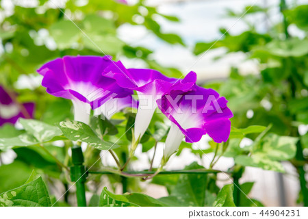 Morning glory 537 44904231