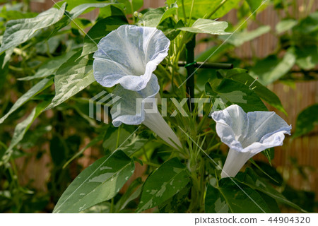 牽牛花542 44904320