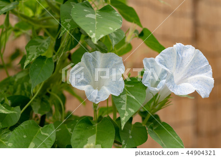 牽牛花543 44904321