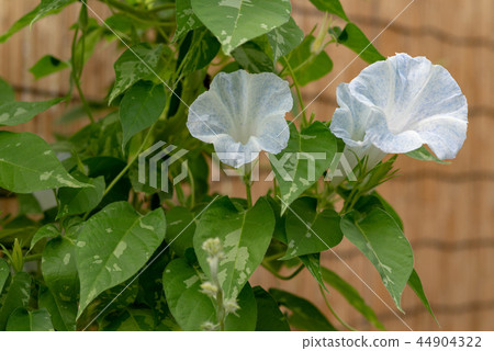 牽牛花544 44904322