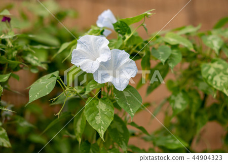 牽牛花545 44904323