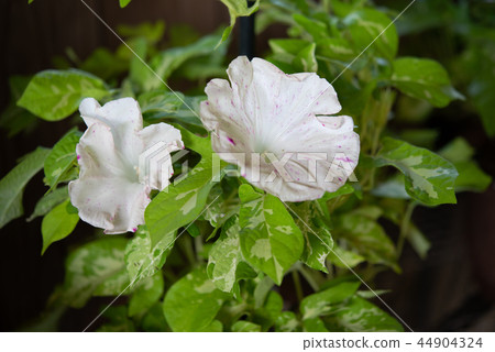 牽牛花546 44904324