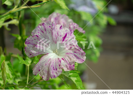 牽牛花547 44904325