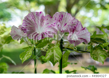 牽牛花549 44904327