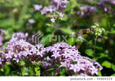 Houjak sucking the nectar of Pentatus flower 44904359