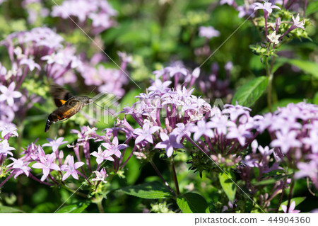 Houjak sucking the nectar of Pentatus flower 44904360