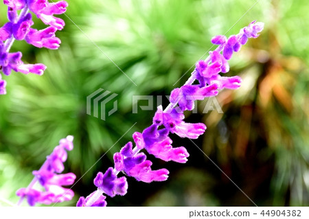 Amethyst Sage Blooming in Mitaka Nakahara Amethyst Sage Blooming in Mitaka Nakahara 44904382