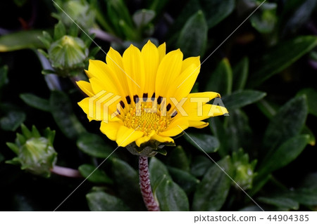 開花在三鷹中原的黃色加沙 開花在三鷹中原的黃色加沙 44904385