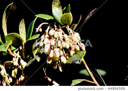 Strawberry flowers blooming in Mitaka Nakahara Strawberry flowers blooming in Mitaka Nakahara 44904389