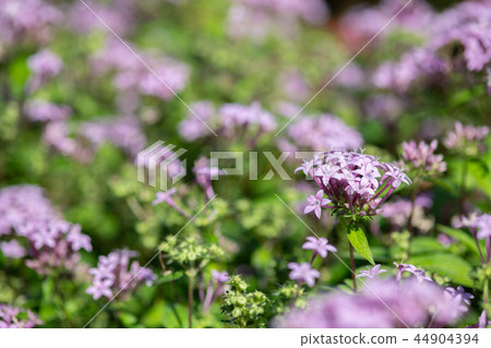 Pink pentas flowers Pink pentas flowers 44904394