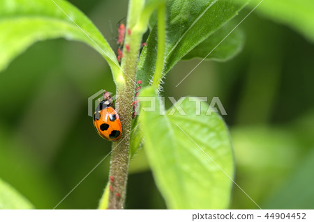 Nana Hoshi Tentou 44904452