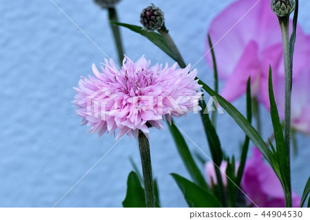 開花在三鷹中原的矢車菊 開花在三鷹中原的矢車菊 44904530