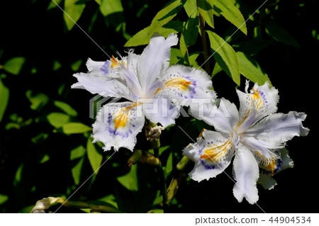 Shaga blooming in Mitaka Nakahara Shaga blooming in Mitaka Nakahara 44904534