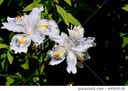 Shaga blooming in Mitaka Nakahara 44904536