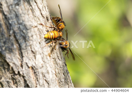 Hornet 44904604