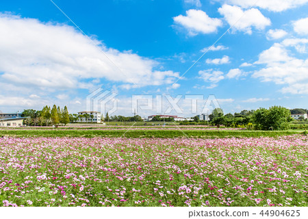 Sunflower hill park cosmos field Sunflower hill park cosmos field 44904625