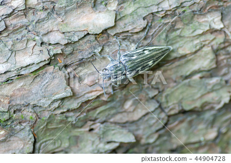 Ubatami mushi 44904728