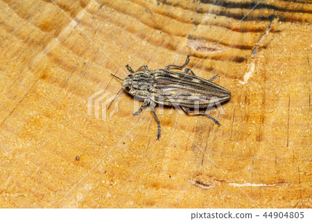 Ubatami mushi 44904805