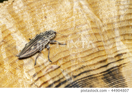 Ubatami mushi 44904807