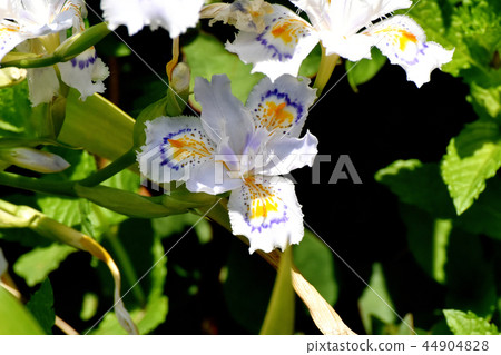 Shaga盛開在三鷹中原 44904828