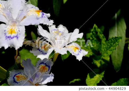 Shaga盛開在三鷹中原 44904829