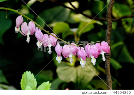 開花在三鷹中原的繖形毒蕈(Piscesum) 開花在三鷹中原的繖形毒蕈(Piscesum) 44904830