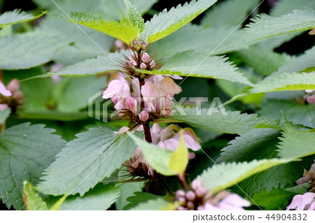 Odori Koso blooming in Mitaka Nakahara 44904832