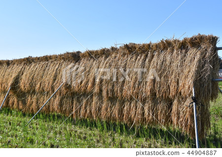 Harvest Chigasaki village autumn Harvest Chigasaki village autumn 44904887