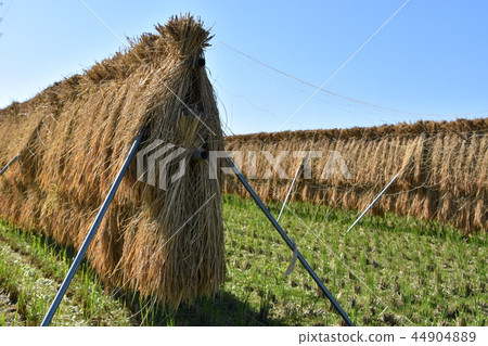 Harvest Chigasaki village autumn 44904889