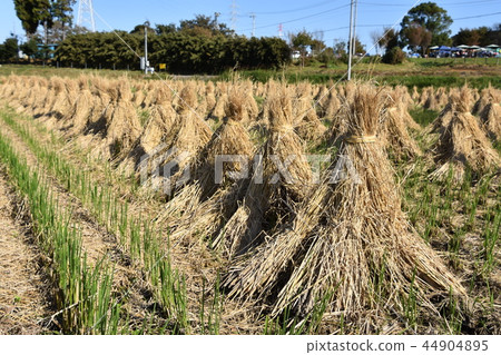 Harvest Chigasaki village autumn Harvest Chigasaki village autumn 44904895