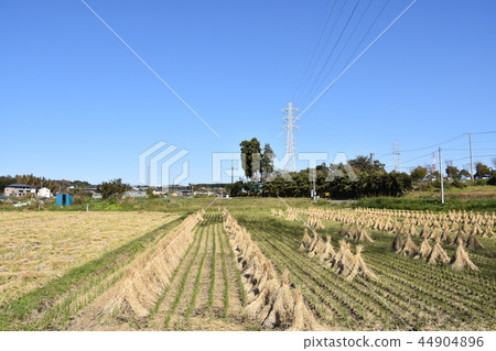 Harvest Chigasaki village autumn 44904896